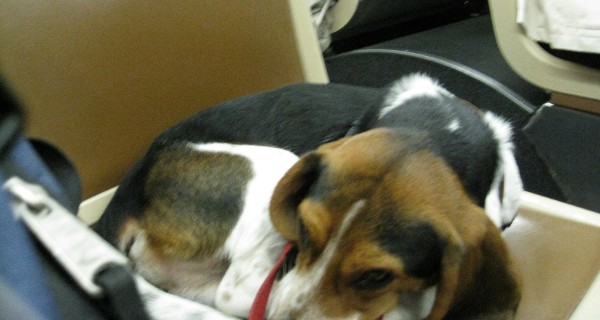 A beagle sleeping on Muni bus 30!