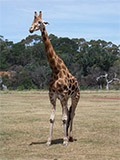 Male Rothschild giraffe at Werribee