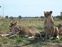 Lions at the Open Range Zoo