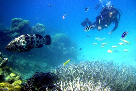 [A fish named 'Daisy' on the Great Barrier Reef]