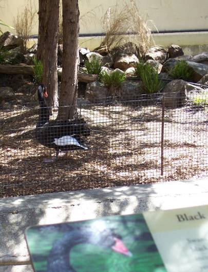 Caged black swan at San Francisco Zoo