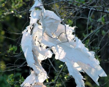 Torn plastic bag stuck on a tree